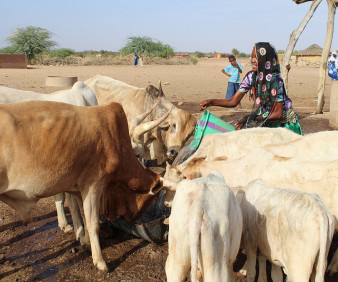 cattle ranching in the Sahara desert tours